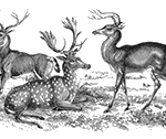 nyr_sidebar_deer